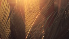 Nature flare palm leaves