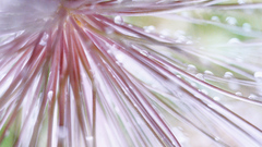 Nature flower macro water