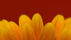 Nature flower petals