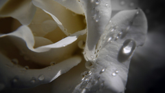 Nature flower water drops minimal see greyscale