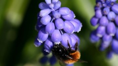 Nature Flowers Animals insects