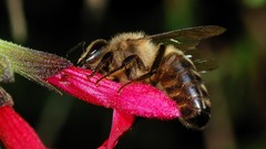 Nature Flowers Animals insects