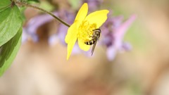 Nature Flowers Animals insects