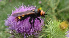 Nature Flowers Animals insects