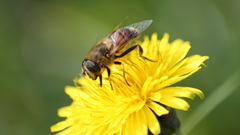 Nature Flowers Animals insects
