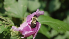 Nature Flowers Animals insects