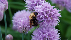 Nature Flowers Animals insects