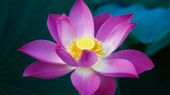 Nature Flowers apple inc