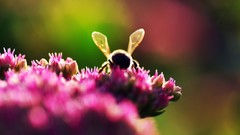 Nature Flowers bees depth
