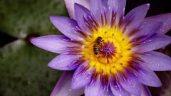 nature Flowers bees Plants insect colorful Animals