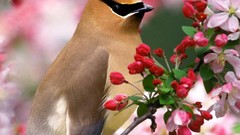 Nature Flowers Birds cedar