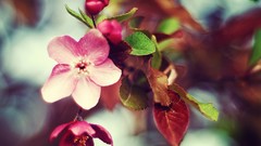 Nature Flowers blossoms