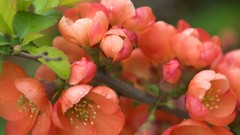 Nature Flowers blossoms