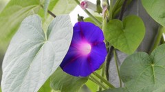 Nature Flowers blue flowers