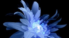 Nature Flowers blue flowers