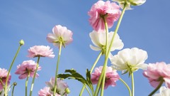 Nature Flowers blue skies