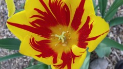 Nature Flowers brands