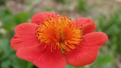 Nature Flowers brands