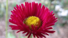 Nature Flowers brands