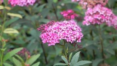 Nature Flowers brands