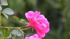 Nature Flowers brands