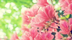 Nature Flowers bright