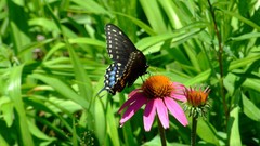 Nature Flowers Butterflies