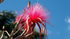 Nature Flowers Calliandra