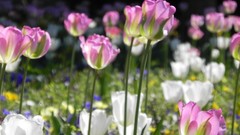 Nature Flowers cars grass