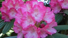 Nature Flowers cars grass