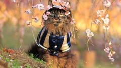 Nature Flowers cats