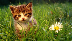 Nature Flowers cats Animals