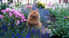 Nature Flowers cats Plants