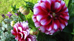 Nature Flowers chrysanthemums