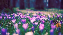Nature Flowers crocus