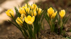 Nature Flowers crocus depth