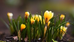 Nature Flowers crocus depth