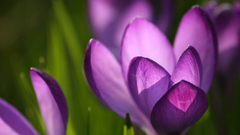 Nature Flowers crocus purple