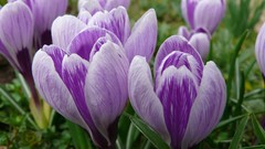 Nature Flowers crocus purple