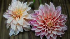 Nature Flowers dahlias