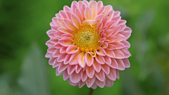 Nature Flowers dahlias
