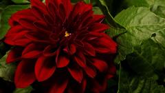 Nature Flowers dahlias red