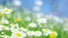 Nature Flowers Daisy