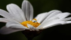 Nature Flowers Daisy