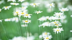 Nature Flowers Daisy
