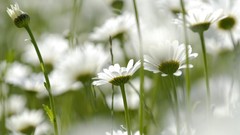 Nature Flowers Daisy