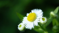 Nature Flowers Daisy macro