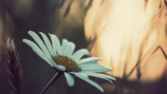 Nature Flowers Daisy Plants