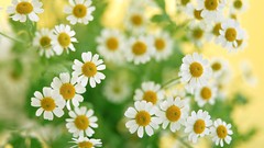 Nature Flowers Daisy Plants
