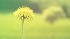 Nature Flowers dandelions